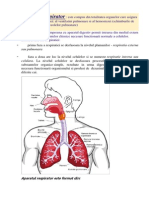 Sistemul Respirator