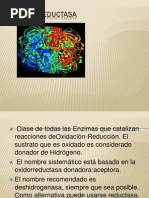 Download Oxidorreductasa by Jenner Us Martin SN212039192 doc pdf