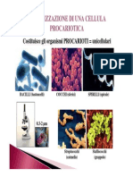 02.Cellula procariotica cellula eucariotica.pdf