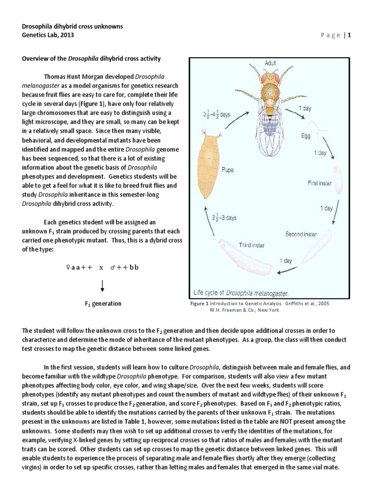 Drosophila Dihybrid Cross Lab Guide | PDF | Genetic Linkage ...