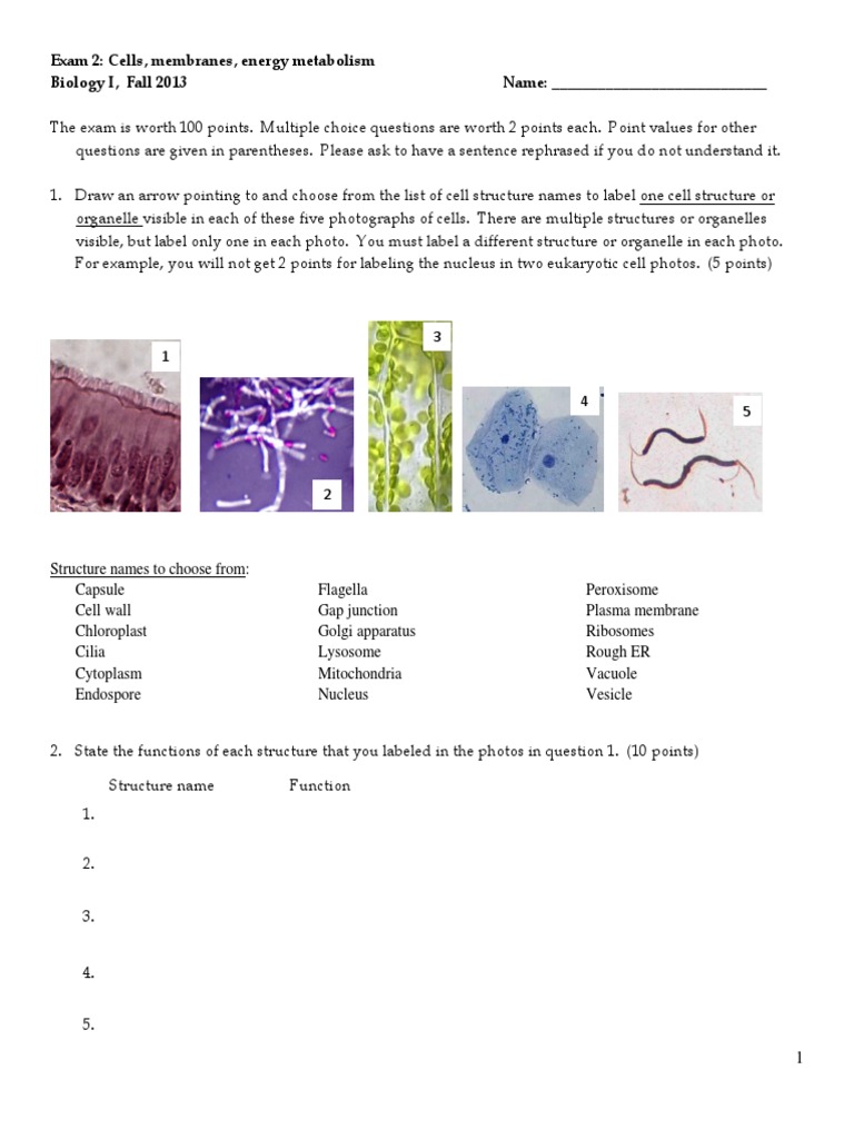 Biology Exam on Cells and Metabolism | PDF | Cellular Respiration ...