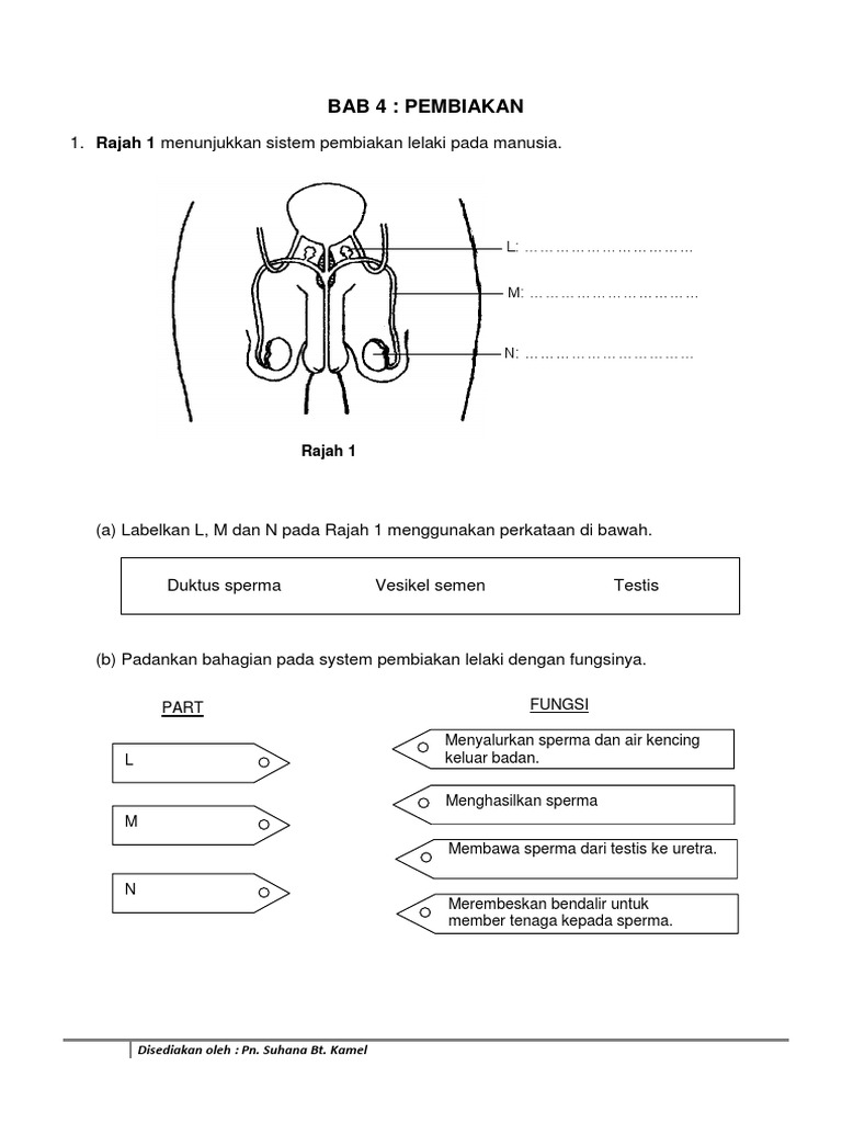 Latihan Pembiakan  PDF