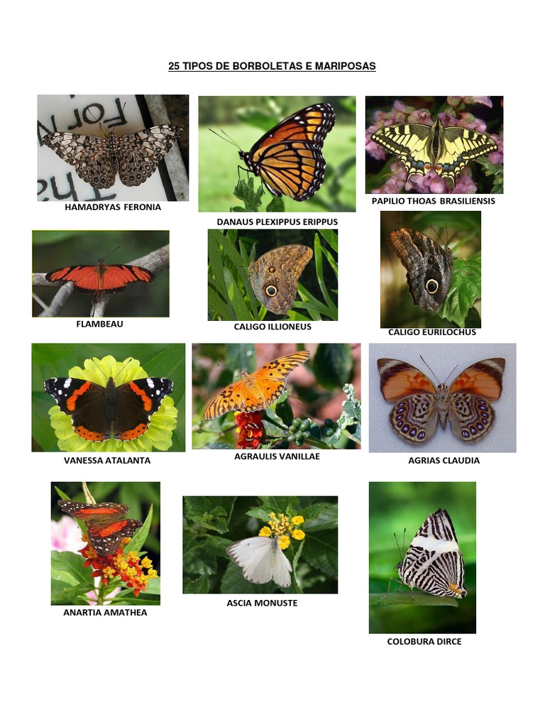 25 Tipos de Borboletas e Mariposas | PDF
