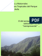 Bosque Semideciduo El Avila