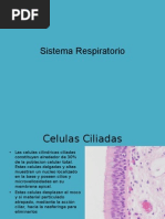 Download Sistema Respiratorio by juventus_alfredoe SN21241201 doc pdf