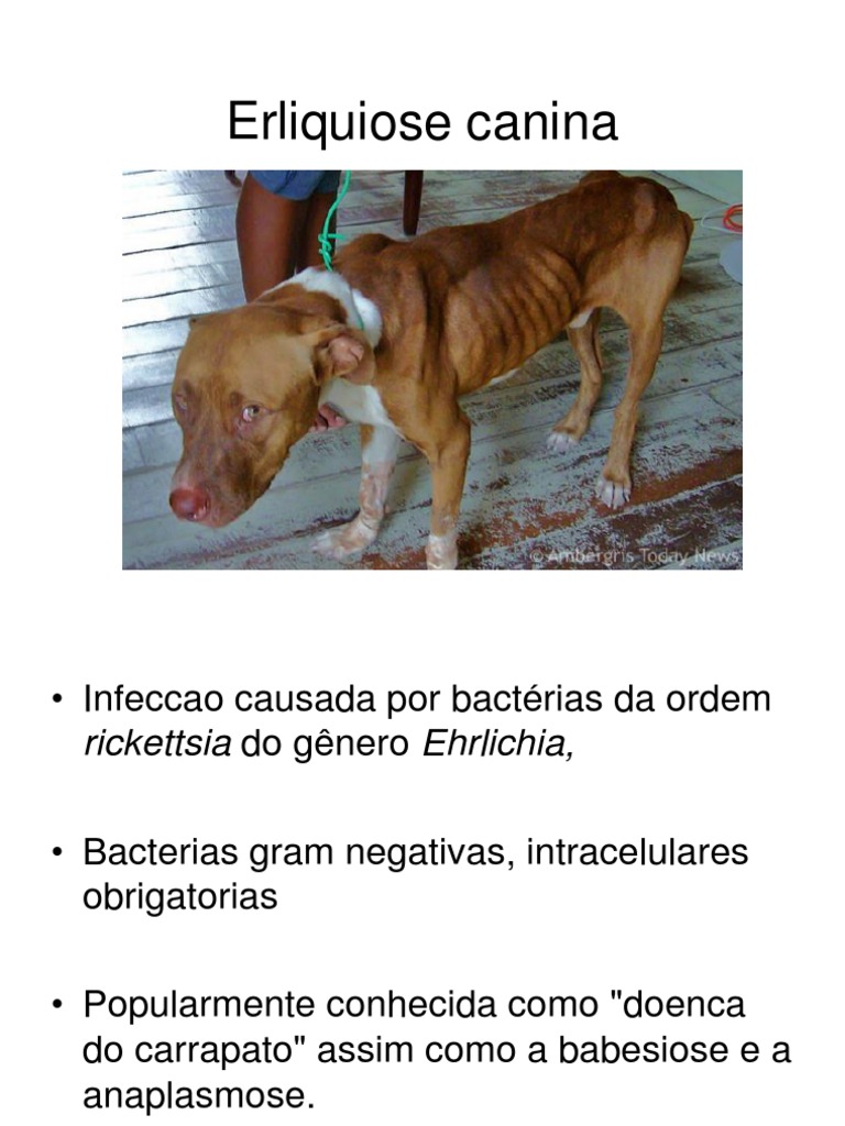 Erliquiose Canina | PDF | Clássicos