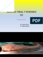 005 Tibial y Peroneo II Diseccion