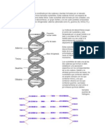 Cada Molécula de ADN Está Constituida Por Dos Cadenas o Bandas Formadas Por Un Elevado Número de Compuestos Químicos Llamados Nucleótidos