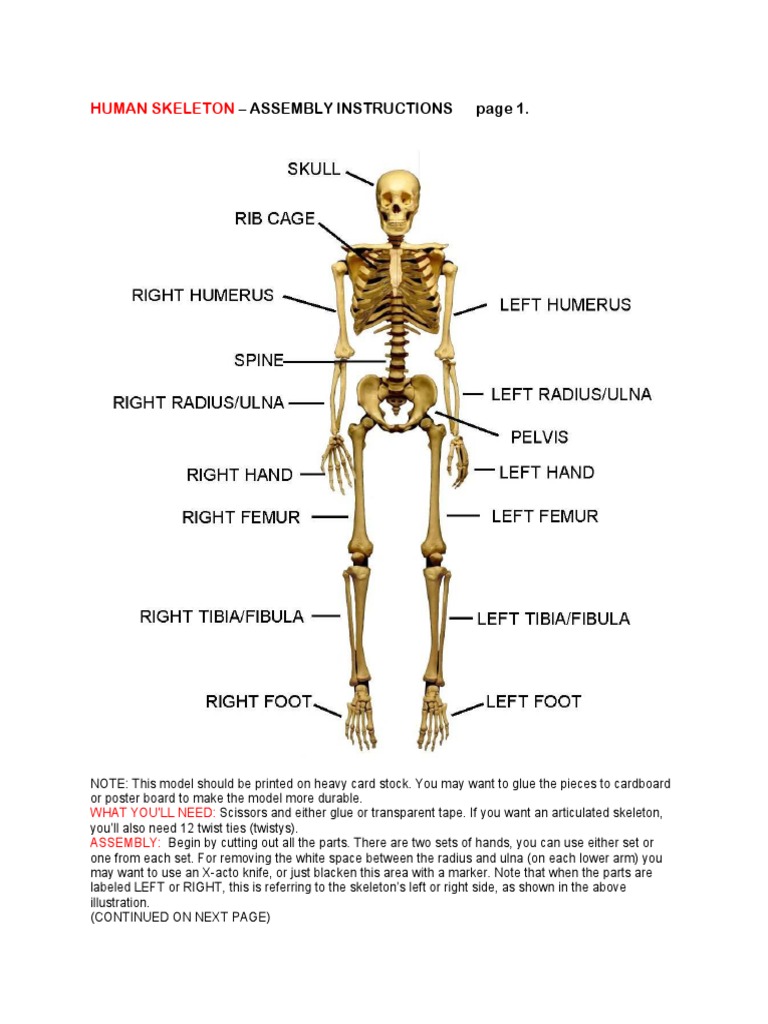 12 ft Skeleton Assembly Guide | PDF | Skeleton | Skeletal System