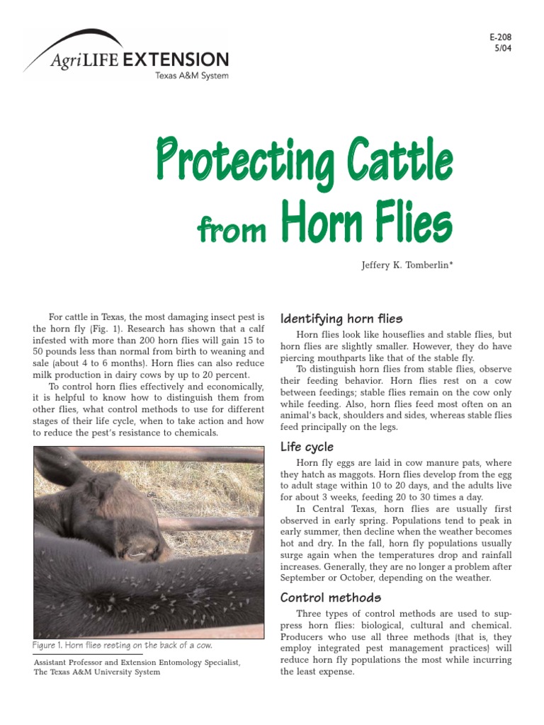 Protecting Cattle From Horn Flies PDF Fly Cattle