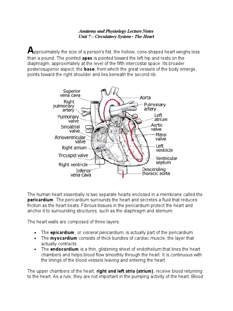 Anatomy Lecture Notes Unit 7 Circulatory System - The Heart | PDF ...