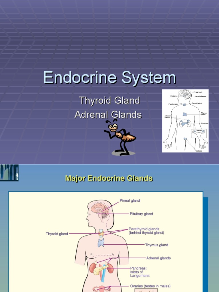 Endocrine Diseases PDF Endocrine System Adrenal Gland