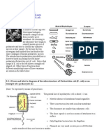 Click4Biology 2.2 Peokaryotes Notes