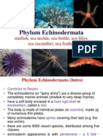 Phylum Echinodermata: Starfish, Sea Urchin, Sea Brittle, Sea Lilies, Sea Cucumber, Sea Feather