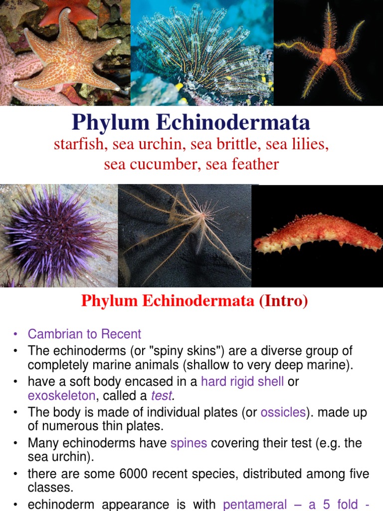 Phylum Echinodermata: Starfish, Sea Urchin, Sea Brittle, Sea Lilies ...