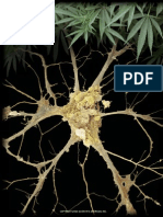 BrainsOwnMJ SA04