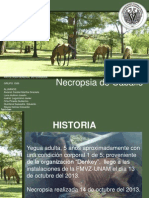 Necropsia Caballo1
