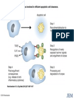 Apoptosis 2