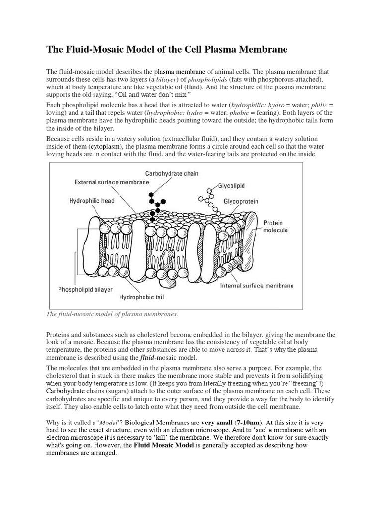 Introduction Fluid Mosaic Model Of Cell Membrane Pdf