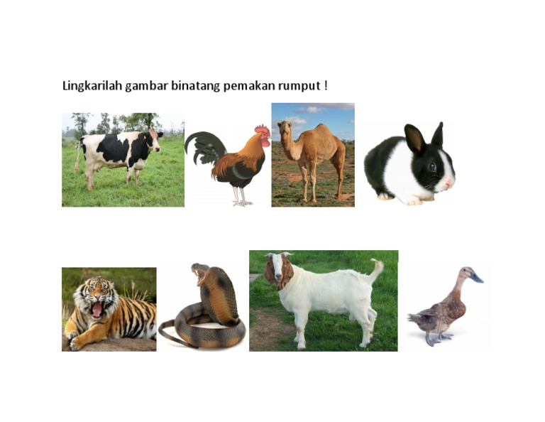640 Gambar Binatang Pemakan Rumput Terbaru