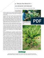 Banana Buch Top Disease PDF