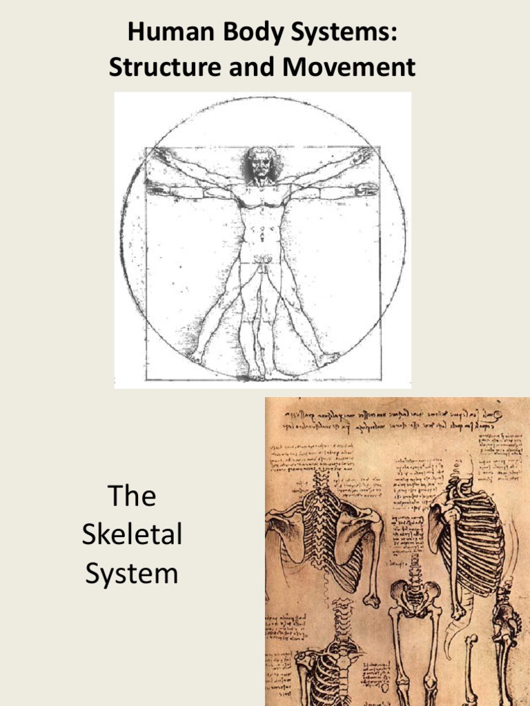 Human Body Systems: Structure & Movement | Bone | Skin