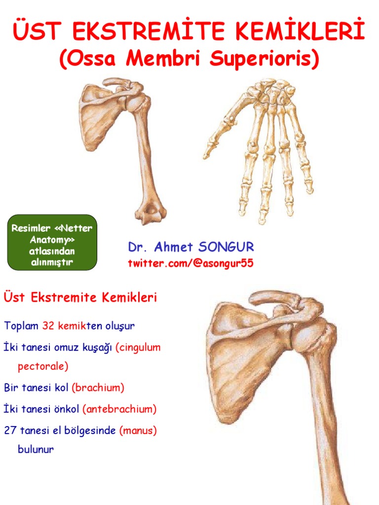 anatomi ders notu ust ekstremite kemikleri prof dr ahmet songur pdf