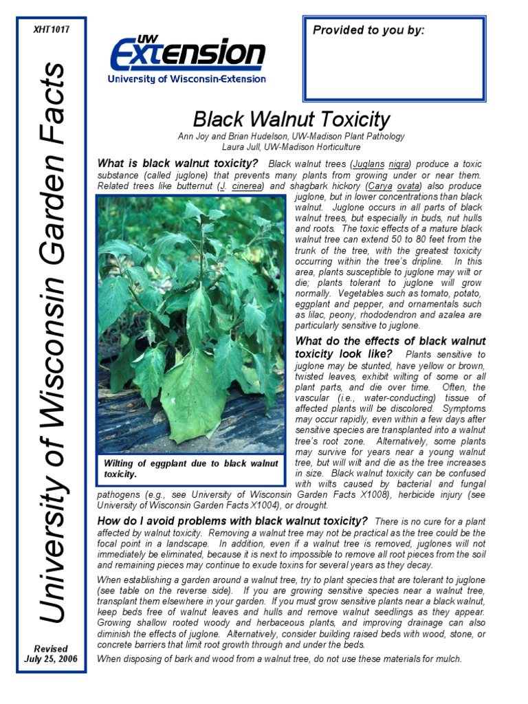 Black Walnut Toxicity Walnut Trees