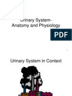 Urinary System-Anatomy and Physiology