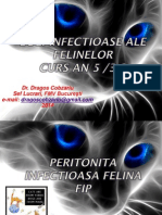 Curs An5 Pisici Peritonita Infectioasa Felina