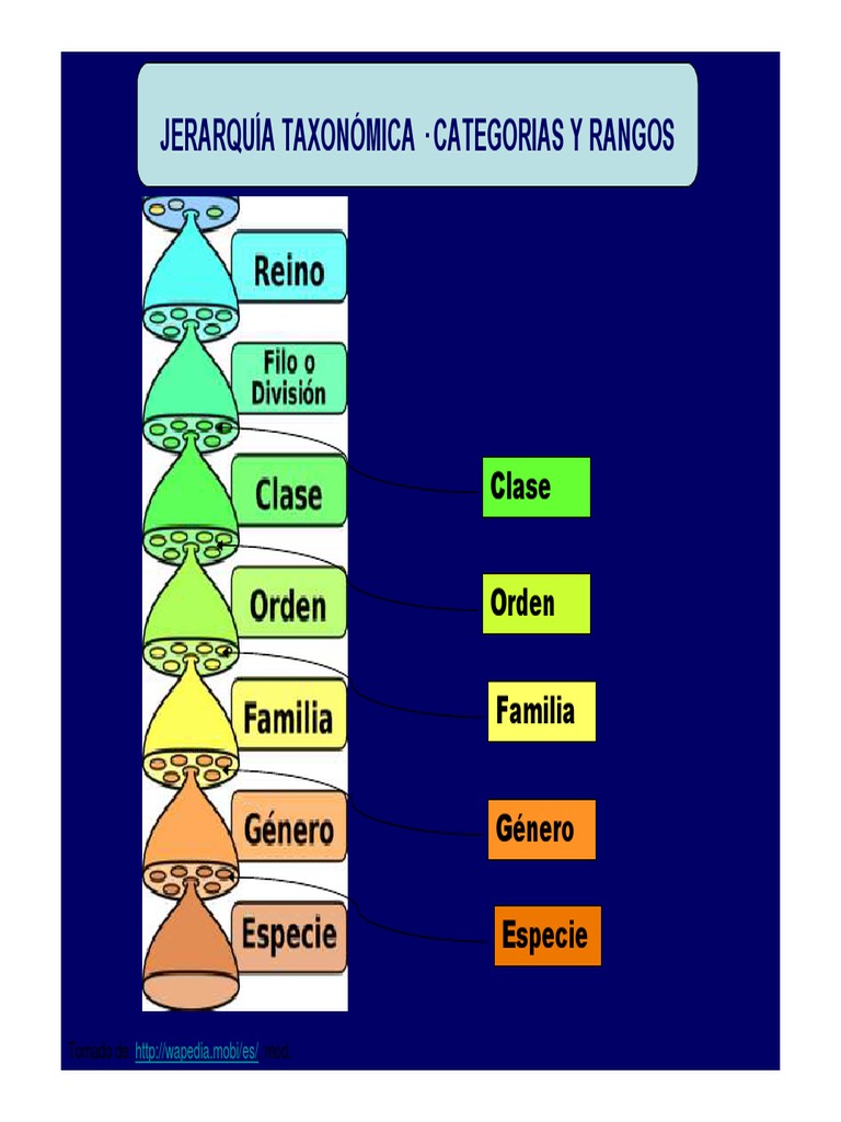 Jerarquia Taxonomica Botanica y Nominacion PDF PDF