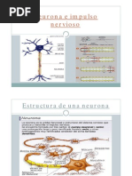 Neurona e Impulso Nervioso