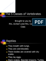 5 Classes of Vertebrates Explained