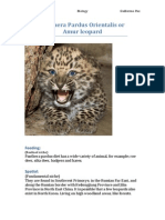 Amur Leopard Niche