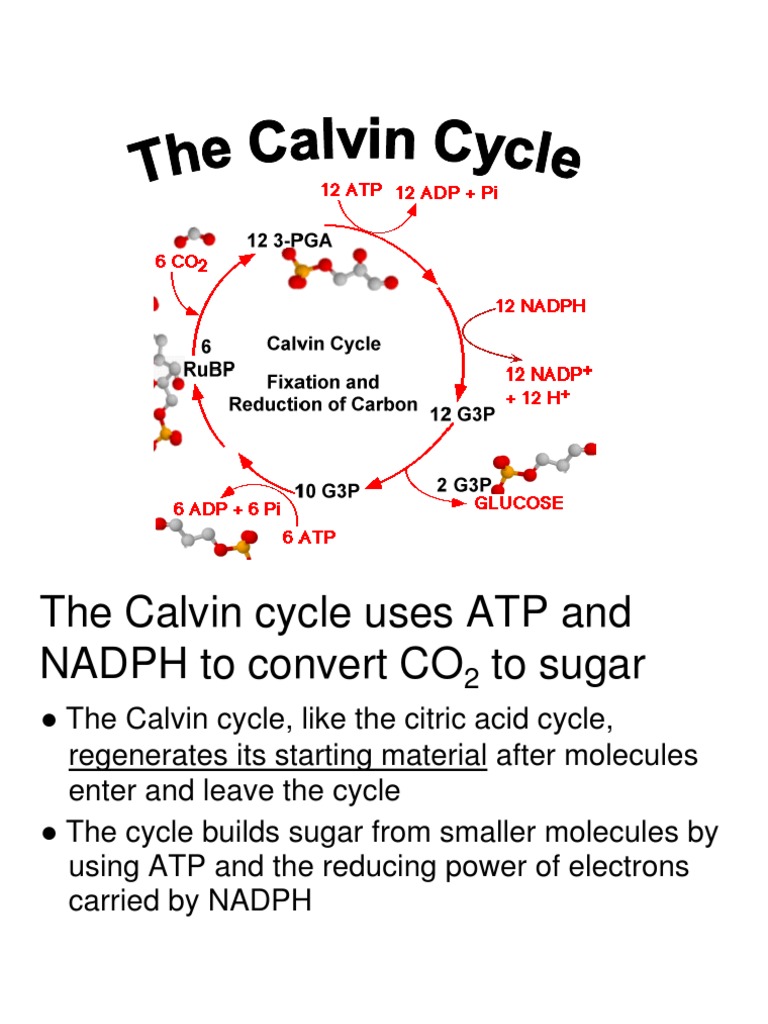 Overview of the Calvin Cycle Process | PDF | Photosynthesis | Adenosine ...