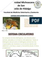 aparato circulatorio abejas