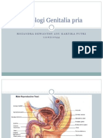 Histologi Genital Pria