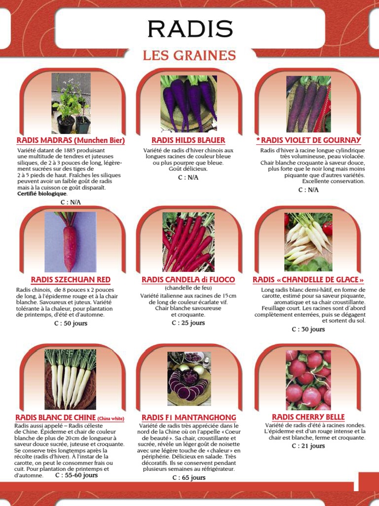 radis catalogue pdf mais navet