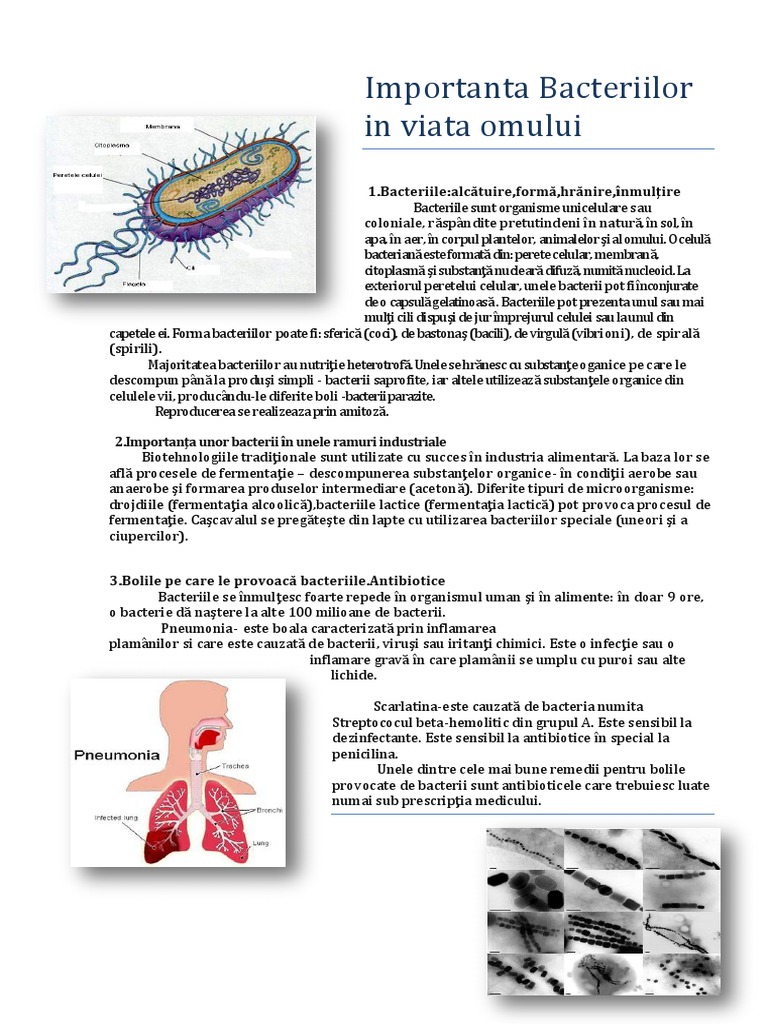 Importanta Bacteriilor in Viata Omului