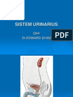 Anatomi Sistem Urinarius