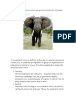 African Elephant Found in Savannas