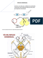 Reflejo Consensual