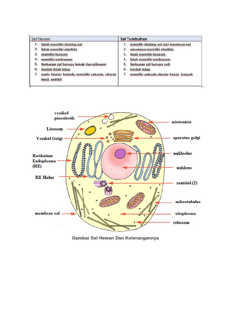 Download Gambar  Sel  Hewan  Dan  Tumbuhan Beserta 