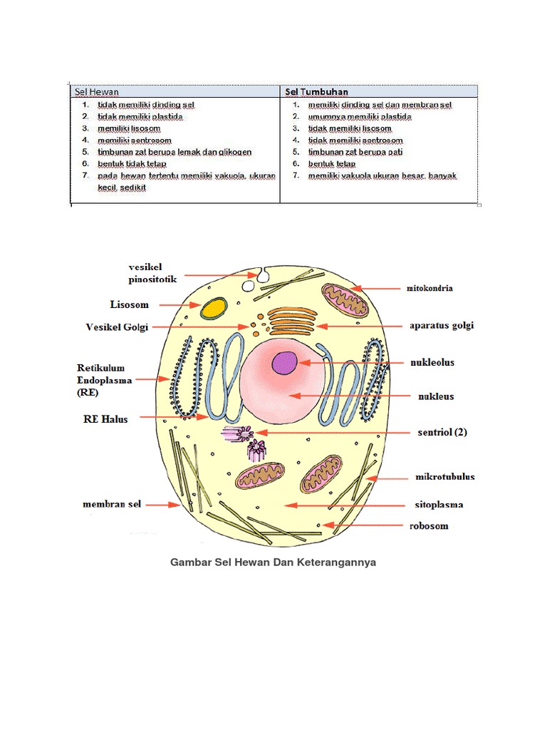 85 Gambar Sel Hewan Dan Tumbuhan Beserta Keterangan Nya Terbaik