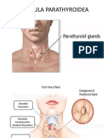 Glandula Parathyroidea