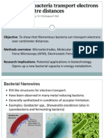 Over Centimeter Distances.: Objective: To Show That Filamentous Bacteria Can Transport Electrons