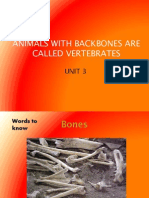 Unit 3 Animals With Backbones Are Called Vertebrates