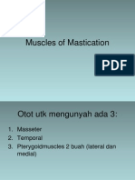 Muscles of Mastication
