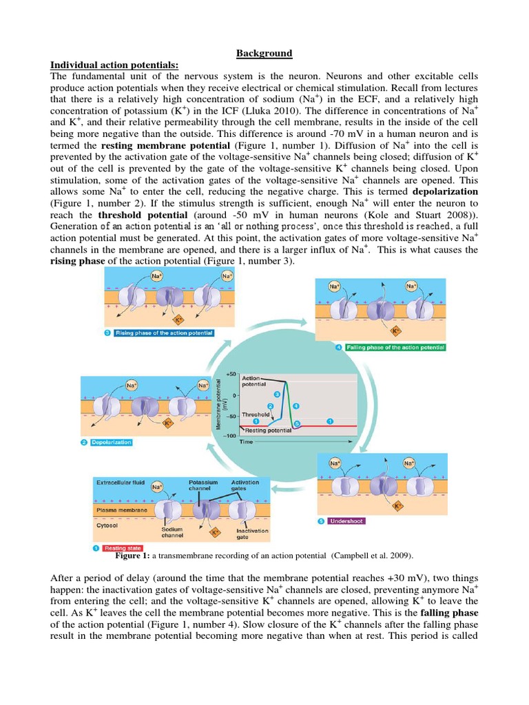 Understanding Action Potentials in Neurons | PDF | Action Potential ...