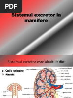 0 Sistemul Excretor La Mamifere